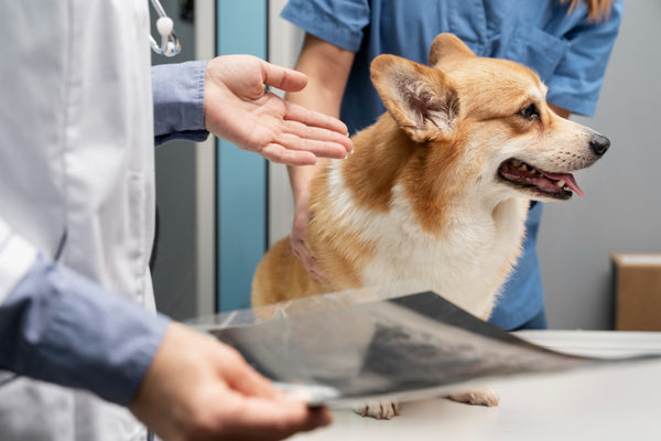 Fur-tastic Health: Common Pet Health Issues and How to Prevent Them